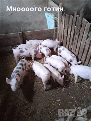 Продавам прасета , снимка 1