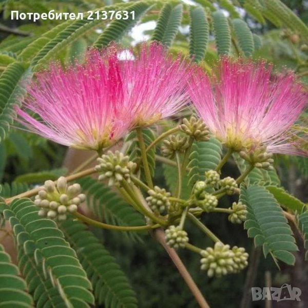 АЛБИЦИЯ - КОПРИНЕНО ДЪРВО - в контейнер , снимка 1