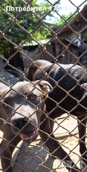 Мъжко куче-пазач, снимка 1