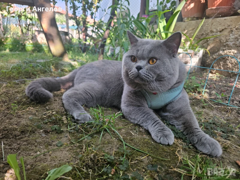 ЧИСТОКРЪВЕН МЪЖКИ БРИТАНЕЦ ЗА РАЗПЛОД, снимка 1