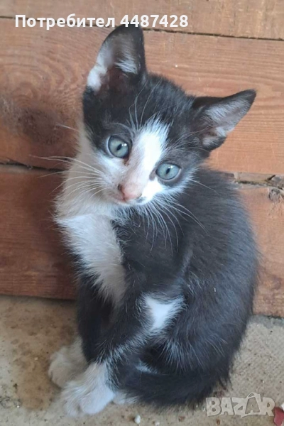 Подарявам котенце!, снимка 1