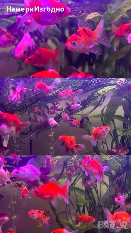 Оранди, снимка 1