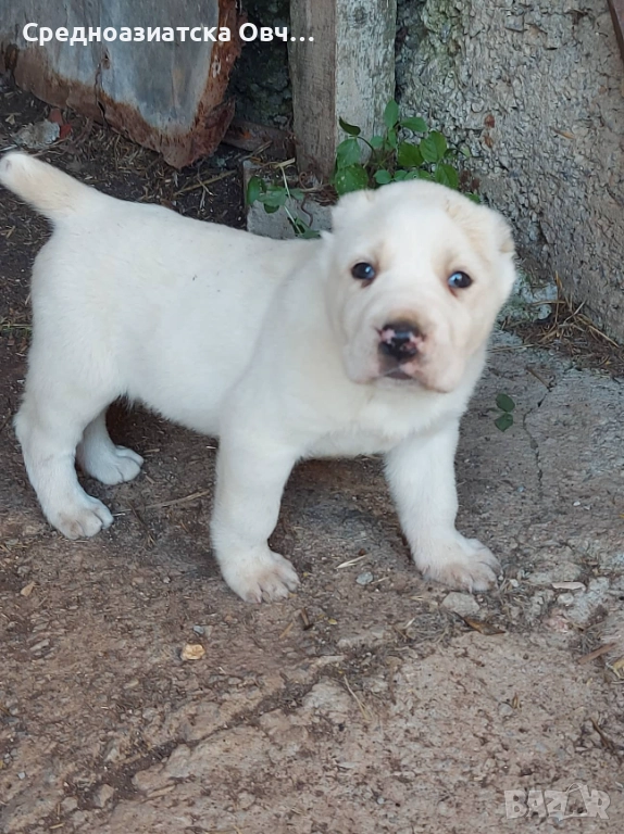 Алабай, снимка 1