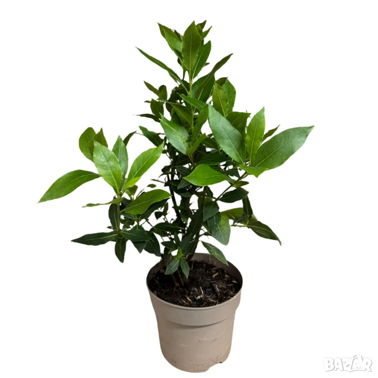 дафиново дръвче, снимка 1