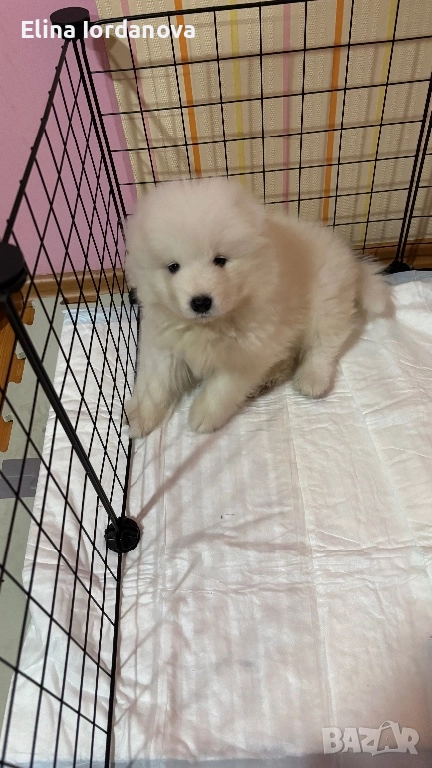 Бебе Самоед-момиче, снимка 1