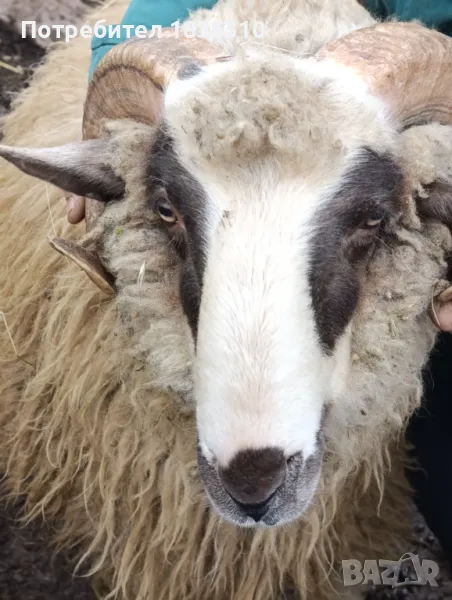 Коч, снимка 1