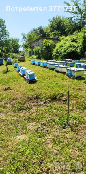 Пчелни майки, снимка 1