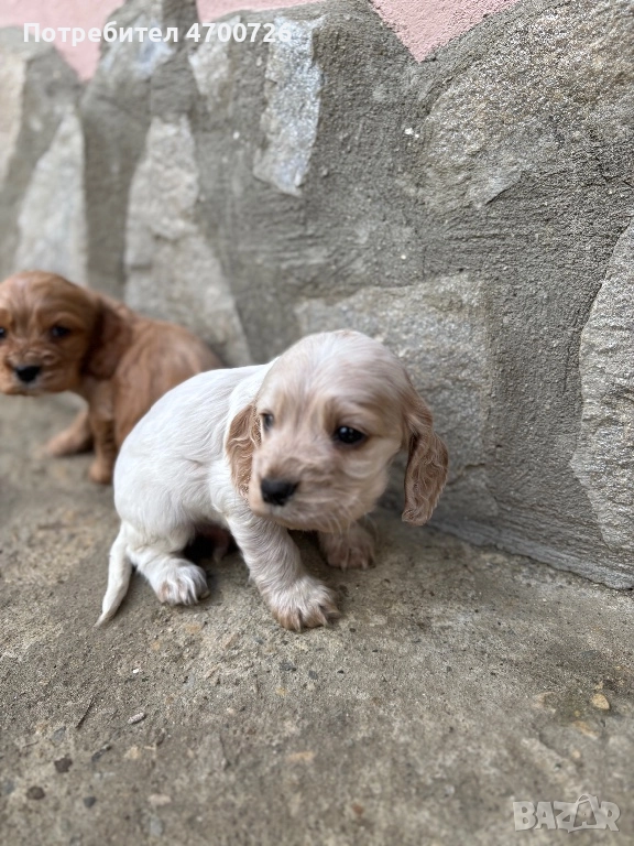 Кокер Шпаньол , снимка 1