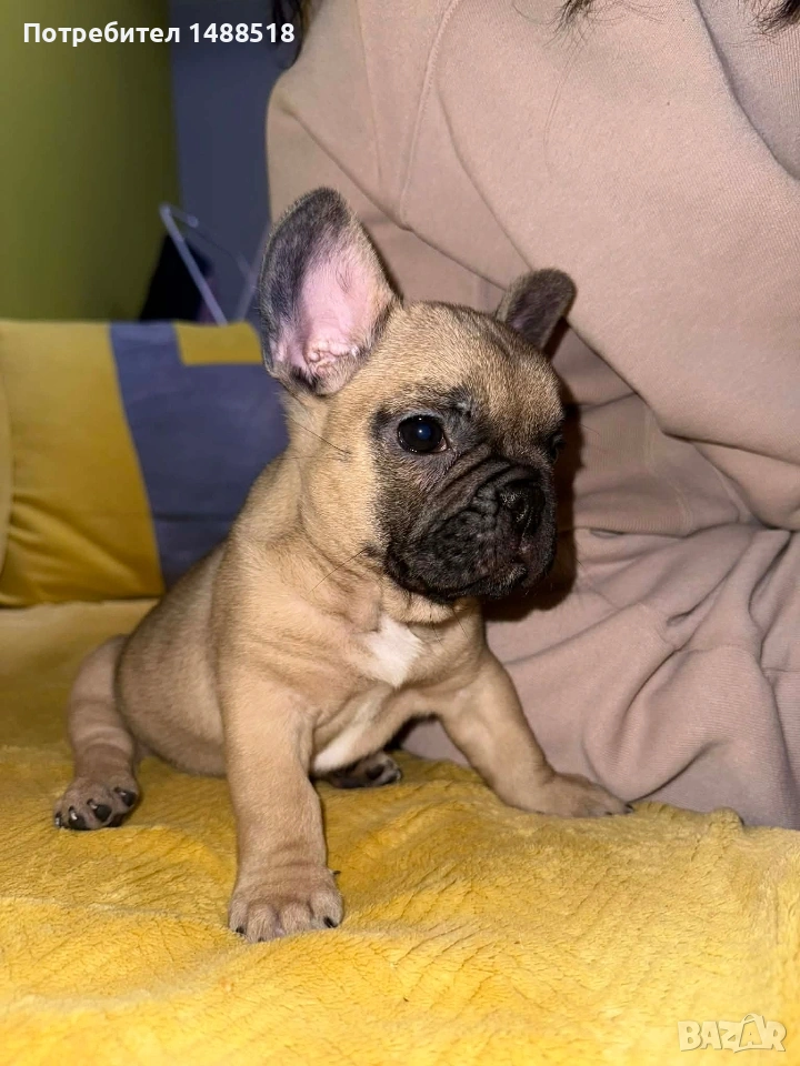 френски булдог, снимка 1