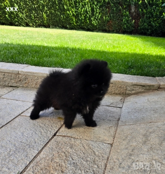 померан момче , снимка 1