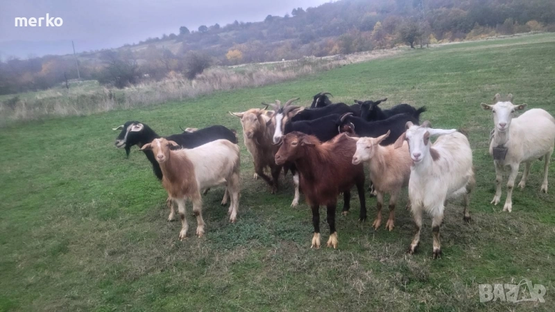 Продават се кози., снимка 1