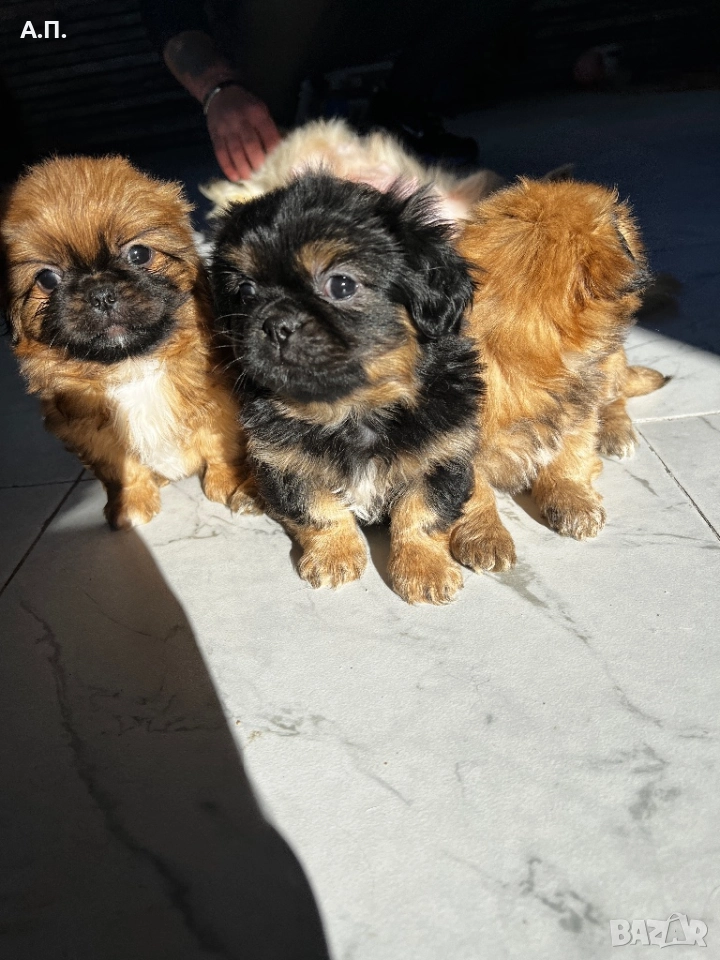 Продавам 2 женски чистокръвни пекинеза, снимка 1