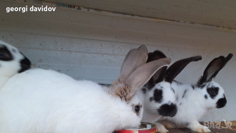 Домашни свободни зайци, снимка 1