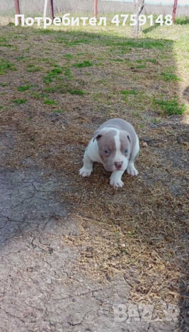 Американски булита стандарт 