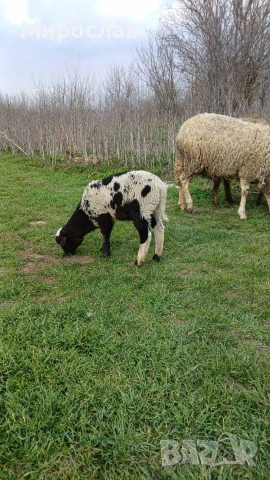 Продавам овца с агне, снимка 4 - Овце - 53862709