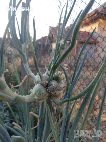 Вечен лук, многоетажен лук, въздушен лук, живораждащ лук , снимка 11 - Градински цветя и растения - 45035276