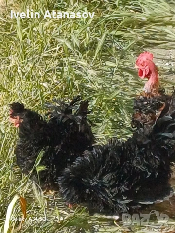 Къдрави кокошки