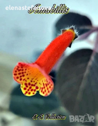 Комплект от 4 сортови колерии: Flashdance, Marta, Amabillis и Ni's Evelina, снимка 3 - Стайни растения - 53780958