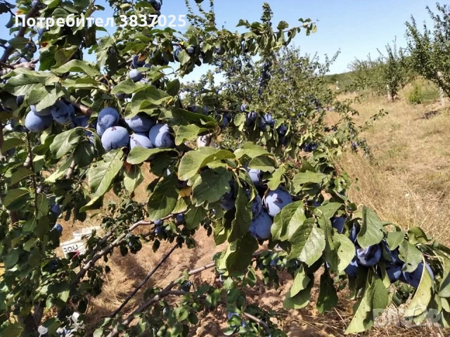 Продавам овощна градина