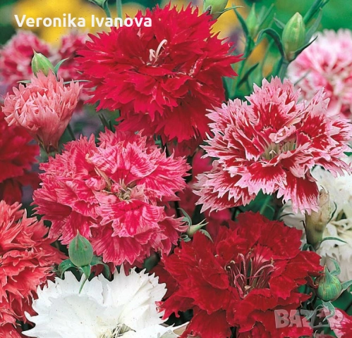 Многогодишен карамфил