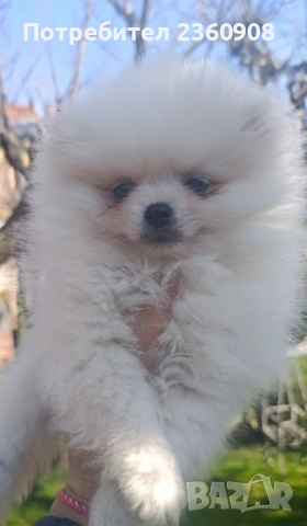 Померан, померанче, снимка 13 - Померан - 53483335
