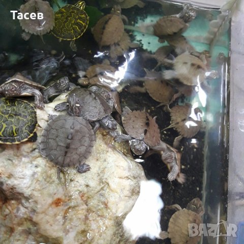 Водни костенурки graptemys pseudogeographica 4см, снимка 3 - Костенурки - 34046680