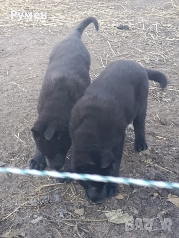 Черна немска овчарка , снимка 3 - Немска овчарка - 52933275