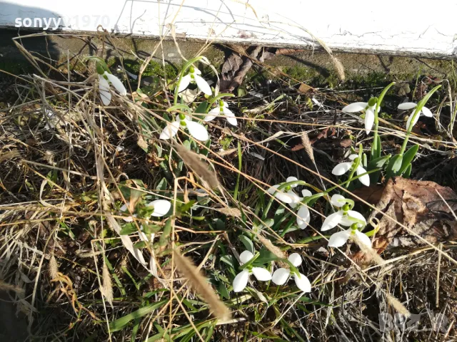 25лв гръм кокичета с луковици в саксия 0502251847, снимка 6 - Градински цветя и растения - 48981989