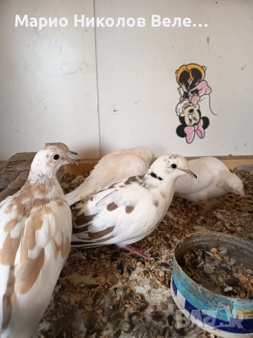 гугутки смехурки , снимка 10 - Гълъби - 52550070