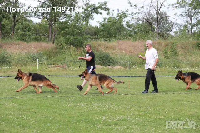 малки немски овчарки , снимка 7 - Немска овчарка - 50062180