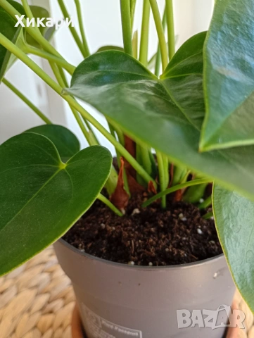 Антуриум , снимка 8 - Стайни растения - 53785384