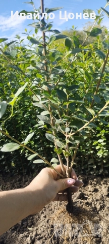 Лигуструм Овалифолиум - Цена за 1бр -0.70лв., снимка 5 - Разсади - 51955767