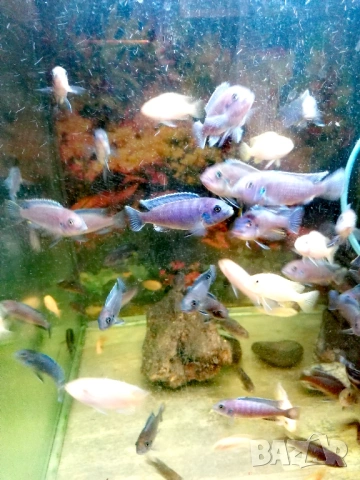 Продавам 20бр.цихлиди Афри, снимка 2 - Рибки - 53576984