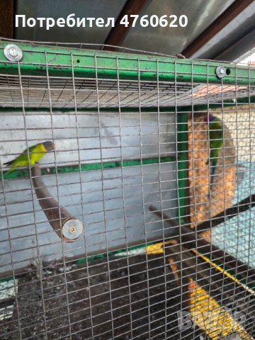 Папагали, снимка 7 - Папагали - 53785170