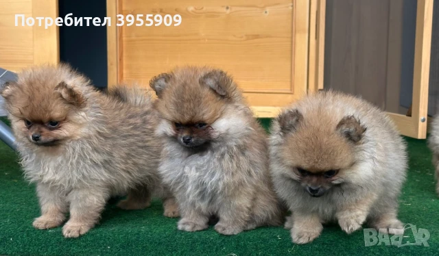 чистокръвни померани, снимка 4 - Померан - 50902986