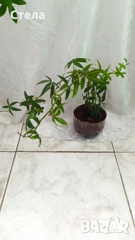 комплект цветя 10 евро , снимка 3 - Стайни растения - 53144265