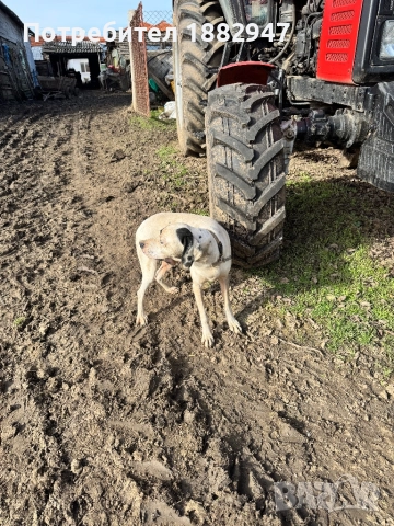 Английски пойнтер, снимка 7 - Пойнтер - 47344833