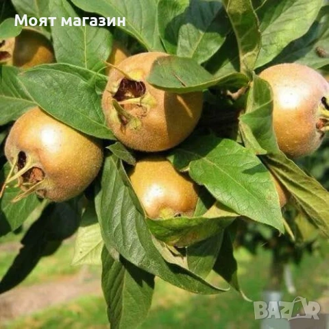 Мушмула, снимка 5 - Градински цветя и растения - 53632401