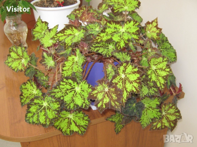 Canon PowerShot A470, снимка 14 - Фотоапарати - 52850721