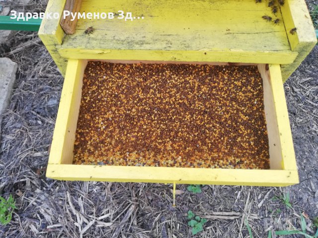 Пчелен прашец - 2025 година, снимка 6 - Пчелни продукти - 41354145