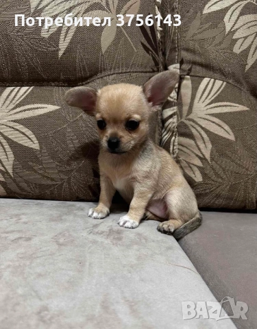 Мини Чихуахуа Момиче Шоколадов фаун, снимка 2 - Чихуахуа - 52506675