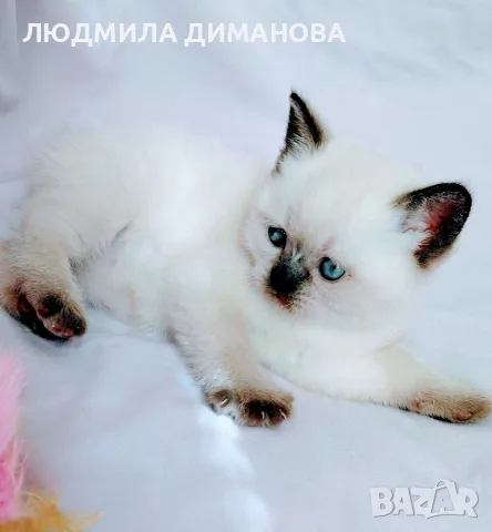 Шотландско колорпойнт момиче. 