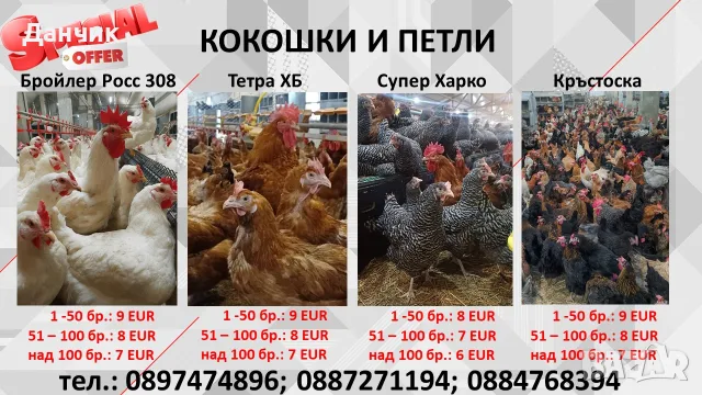 Кокошки и петли