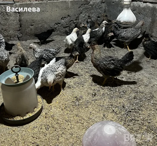 Пиленца Легбар и Амераукана на два месеца, снимка 5 - Кокошки и пуйки - 55930042