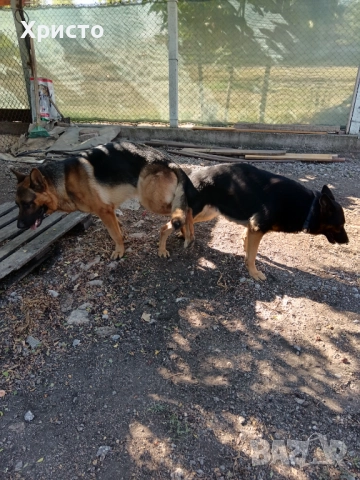 Малки немски овчарки, снимка 10 - Немска овчарка - 52557703