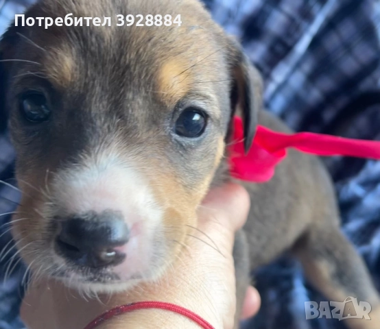 Подарявам кученца, снимка 2 - Други - 52871505