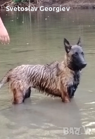 белгиска овчарка