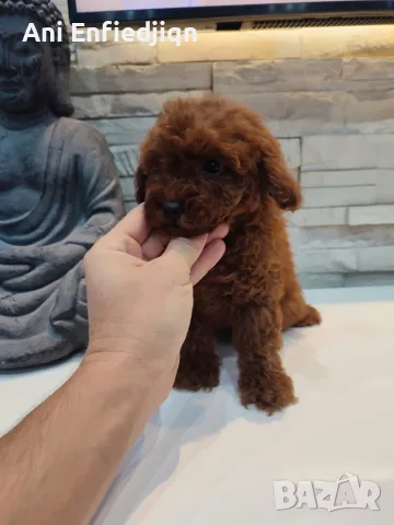 Пудел Той/Poodle Toy, снимка 8 - Пудели - 56294986