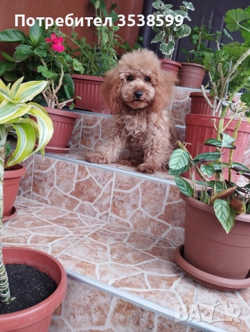 Мини Пудел Той Пудел , снимка 7 - Пудели - 50538188