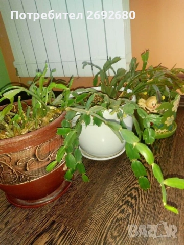 Коледничета,кливия,исусов венец, кротон, сенсевиера,хибискус , снимка 17 - Стайни растения - 42021101